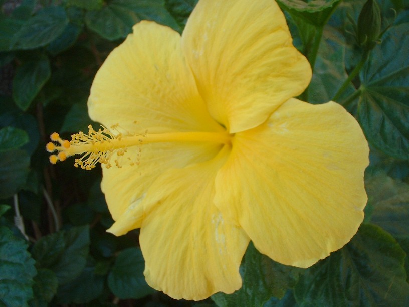 Yellow Hibiscus